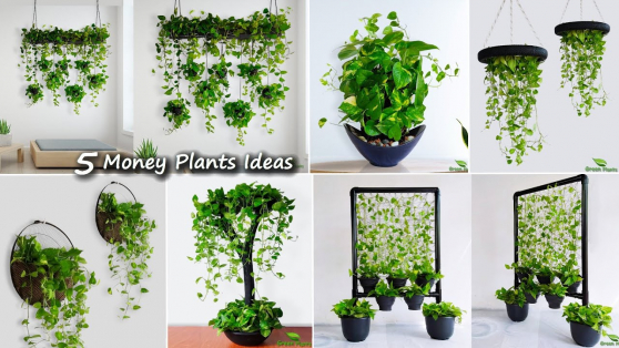 Category Ideas Cozy Comfy Couch - Money Plant Indoor Decoration Ideas