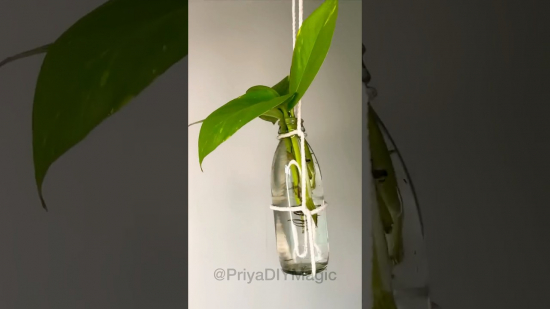 Save this Easy 🌿 Plant DIY! 🪴 Add Greenery to Your Home! ✨ #viral #diy #plantlovers #homedecor Featured Image 